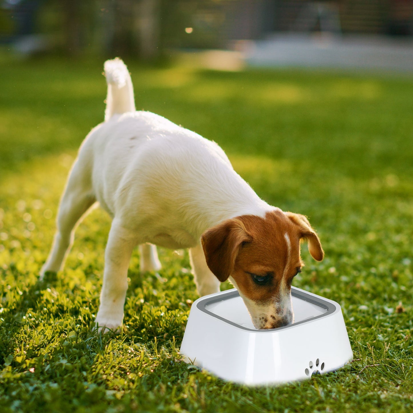 PetHaven - Non Spill And Slip Pet Bowl