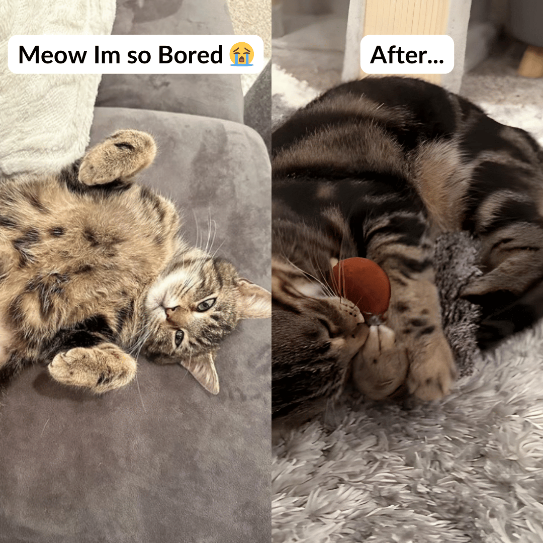Flappy Bird™ - Cat Toy