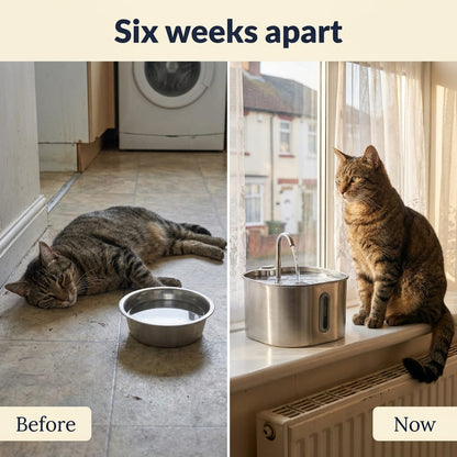 KittySip™ Stainless Steel Cat Water Fountain