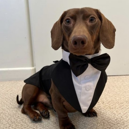 Handsome Gentleman - Dog Costume