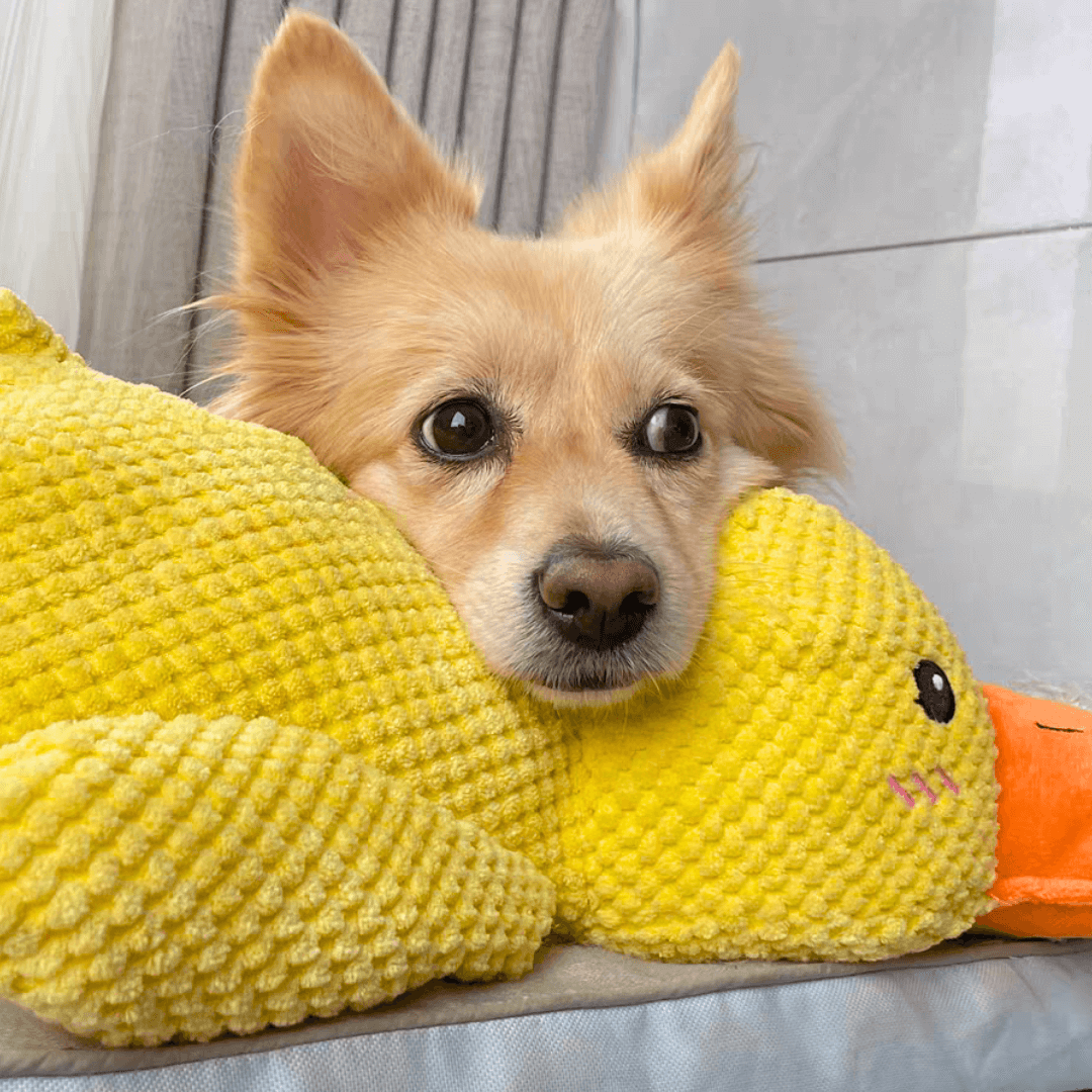Calming Duck - Dog Toy