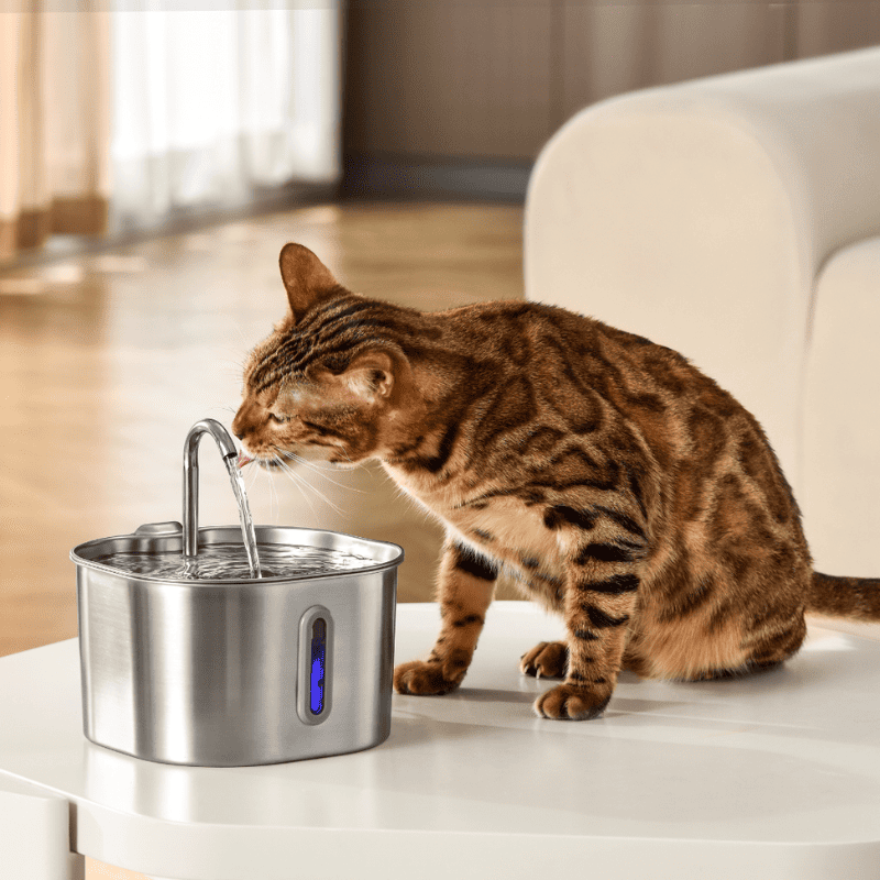 Cat drinking water from a stainless steel pet fountain on a table.